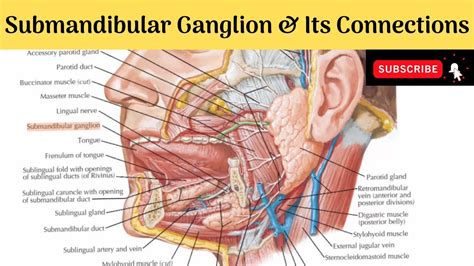 Submandibular Ganglion & Its Connections #Anatomy #mbbs #education #bds #headandneckanatomy # ...