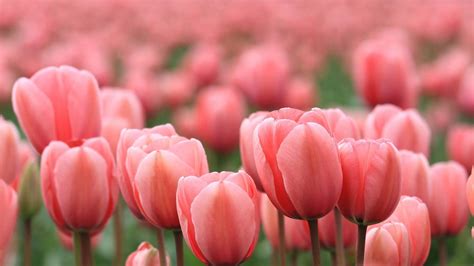 Hình nền hoa Tulip tuyệt đẹp - DYB