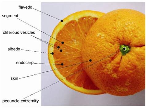 Definition Of Hesperidium Fruit | Fruits Name