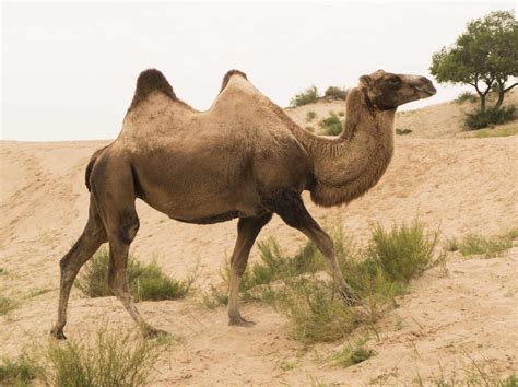 9 Fascinating Facts About Camels