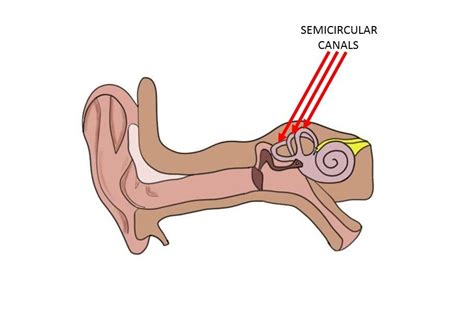 Cerebro étnico Motivación canal semicircular cambiar metano Declaración