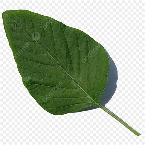 Daun Hijau PNG Image, Green Spinach Leaf Daun Bayam Hijau, Green Leaf ...