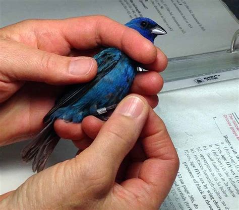 Nature's Classroom for 50 Years: Bird Banding at Lowry Nature Center | Three Rivers Park District