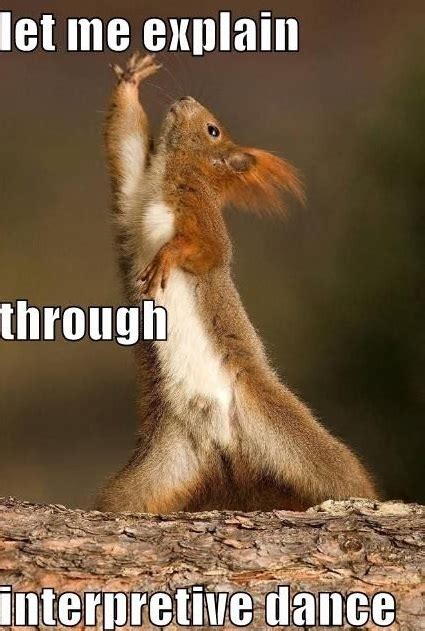 25 Funny Animal Memes To Make You Laugh Till You Drop