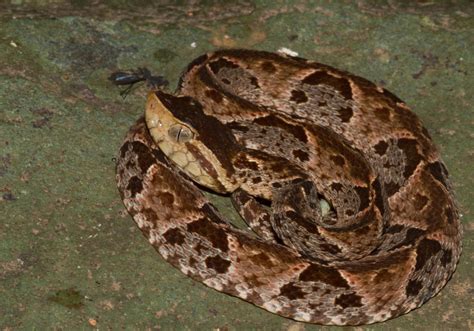 Serpiente Terciopelo - Serpientes de Costa Rica