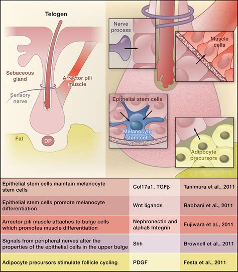 Niche Crosstalk: Intercellular Signals at the Hair Follicle: Cell