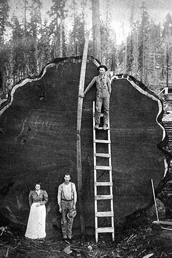 A GIANT SEQUOIA LOG, UNDATED - Generals Highway, Three Rivers, Tulare County, CA Sequoia ...