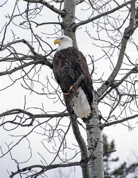 American Bald Eagle | Focusing on Wildlife