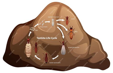 Premium Vector | Termite Life Cycle Study for Science Students