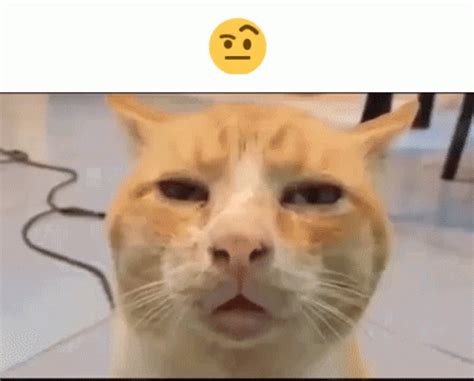 Raised Eyebrow GIF - Raised Eyebrow Cat - Discover & Share GIFs
