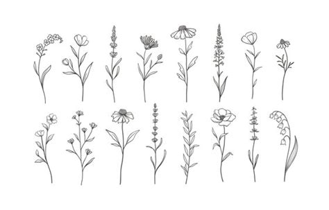 41,901 BEST Wildflower Sketch IMAGES, STOCK PHOTOS & VECTORS | Adobe Stock