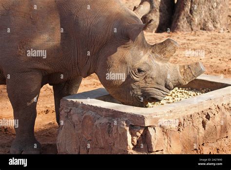 Black rhinoceros eating food from a feeding trough, Victoria Falls ...