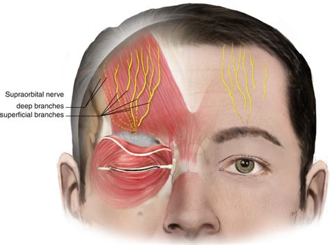 Forehead Muscles Anatomy