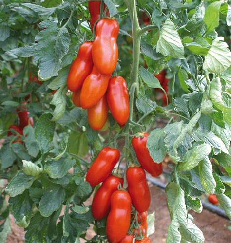 Outstanding San Marzano style tomatoes with the best disease resistance ...