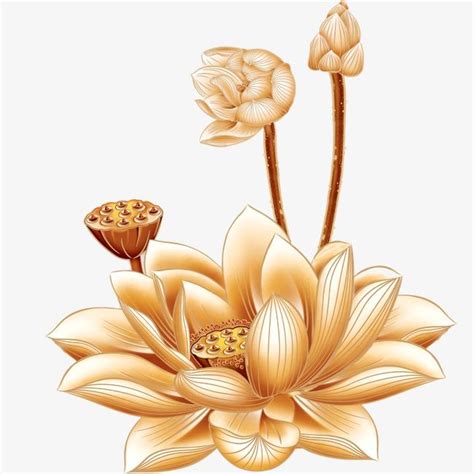 Lotus | Lotus vector, Gold lotus, Lotus