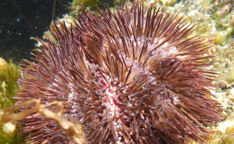 News - Increased rainfall threatens UK sea urchins — The Scottish ...