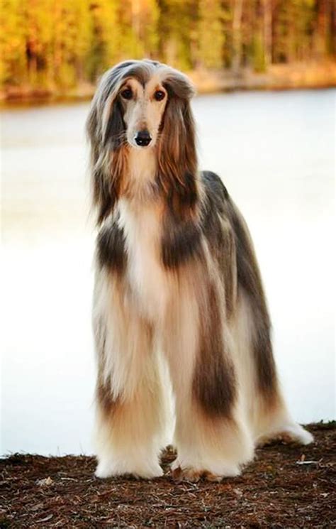 43+ Blue Afghan Hound For Sale Pic - Bleumoonproductions