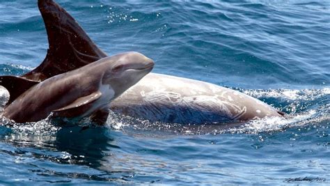 Risso’s Dolphin – "OCEAN TREASURES" Memorial Library