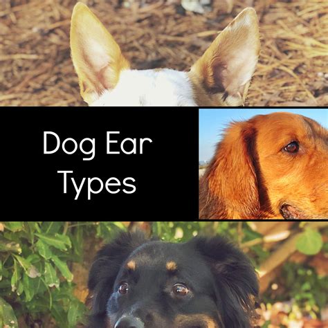 What Kind of Ears Does Your Dog Have? - jessicashawphotography.com