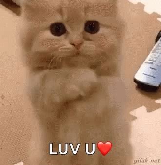 Kitten Love GIF - Kitten Love LuvU - Discover & Share GIFs | Cute ...