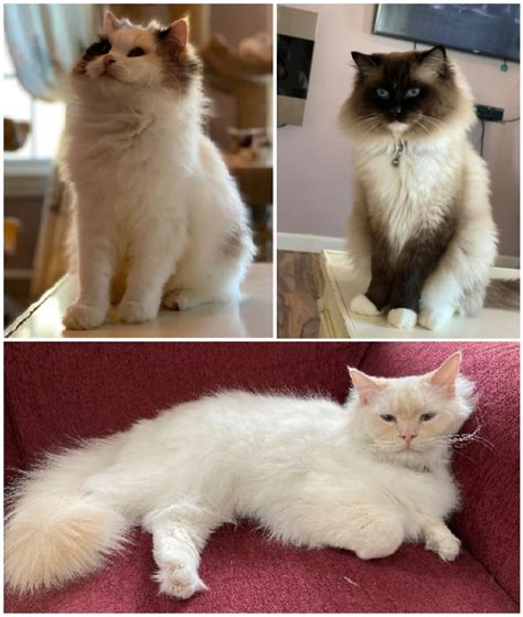 Ragdoll Genetics: The Facts for Colors, Patterns and Variety