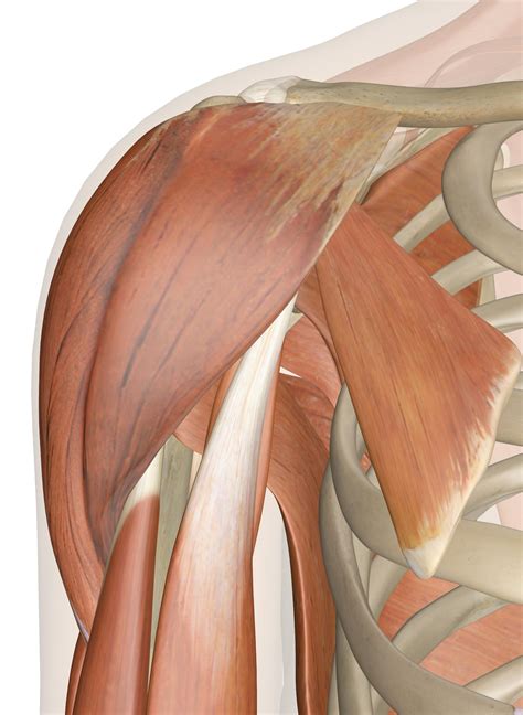 Fuerza motriz Lujo Magnético arm and shoulder muscles anatomy difícil ...