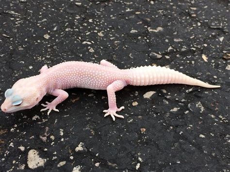 Albino super snow leopard gecko at Reptile Rapture. | Leopard gecko ...