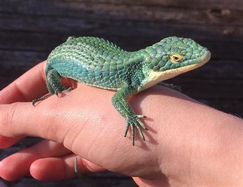 Dahlia, the Abronia Graminea (Mexican Alligator Lizard) : r/reptiles