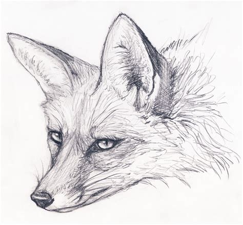 Fox Stare by silvercrossfox on DeviantArt | イラスト 動物, 動物 絵, 動物