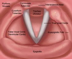 9 A&P of the Larynx/Vocal Folds ideas | vocal, speech language therapy, anatomy and physiology