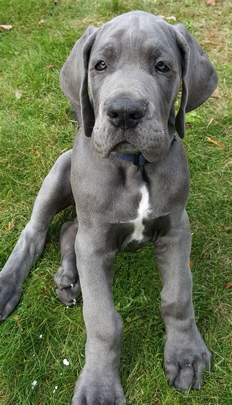 Great Dane 110 | Dane puppies, Dane dog, Great dane dogs