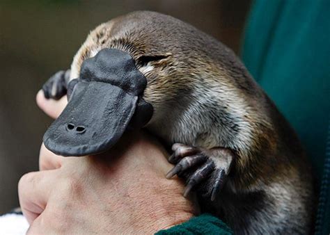 Platypus venom: painful, immediate, long-lasting, impervious to painkillers.