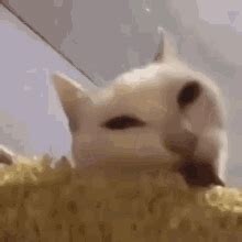 Cat Eating Corn GIF - Cat Eating Corn - Discover & Share GIFs