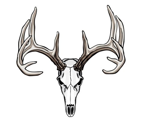 Drawings Of Deer Skulls | Free download on ClipArtMag