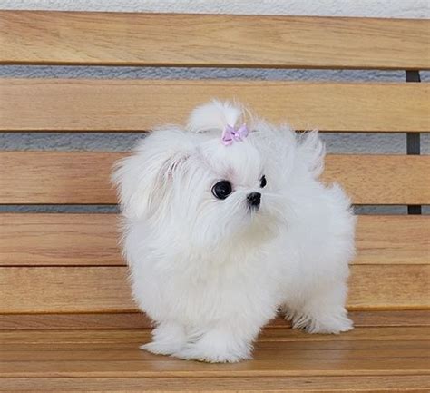 88+ Full Grown Teacup Maltese Puppies - l2sanpiero