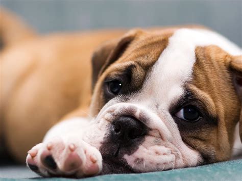 Top Cute Bulldog Puppy in 2023 The ultimate guide | bulldogs