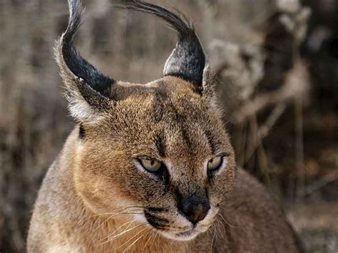 Hunting Caracal in South Africa - Somerby Safaris