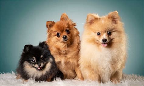 Discover the 7 Rarest Pomeranian Colors (#1 Costs $4,000!) - A-Z Animals