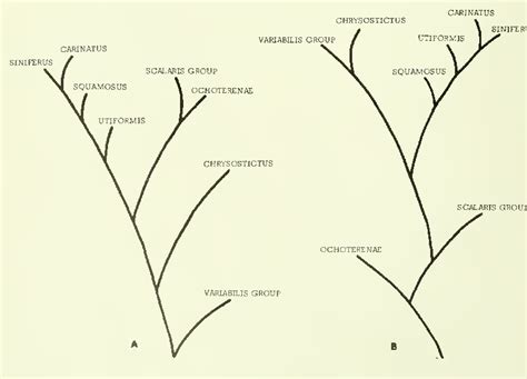 Figure 2 from Evolution of the sceloporine lizards (Iguanidae) | Semantic Scholar