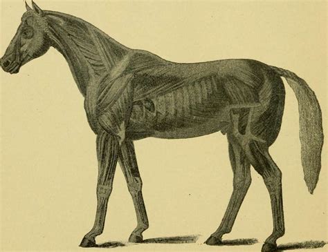 Understanding the Pastern: Anatomy, Conformation, Injuries, and Care - horseyquestions.com