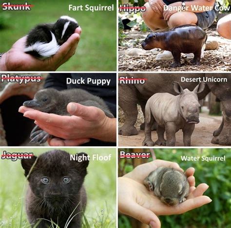 Pin by Kristy Seguin on stuff | Funny animal names, Baby animals funny, Baby animal names