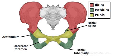 The Hip Bone - Ilium - Ischium - Pubis - TeachMeAnatomy