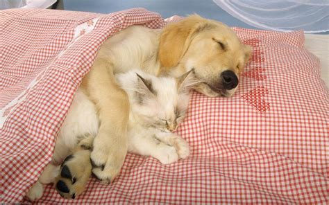 Kitten And Puppy Cuddling Wallpaper