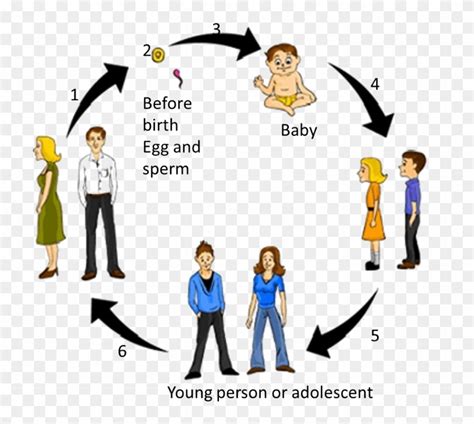 This Diagram Shows Cycle Of Adolescence - Human Life Cycle Drawing - Free Transparent PNG ...