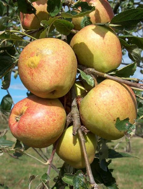 Adam's Pearmain Fruit Plants, Fruit Trees, Apple Garden, Apple ...