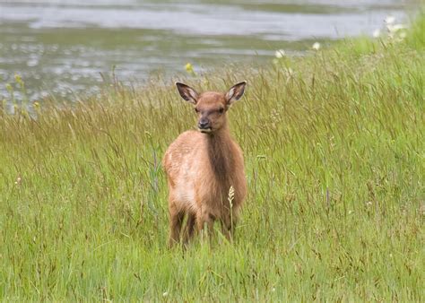 Baby Elk 2008 07 20_6063 | Hanke | Flickr