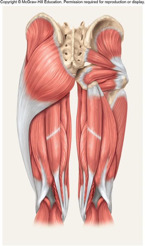 Posterior Thigh Muscle Labeling Diagram | Quizlet