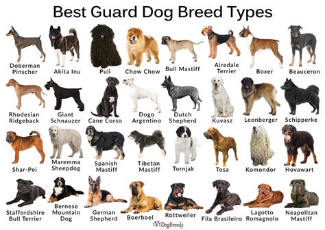 8 Images Best Home Defense Dog Breeds And Description - Alqu Blog
