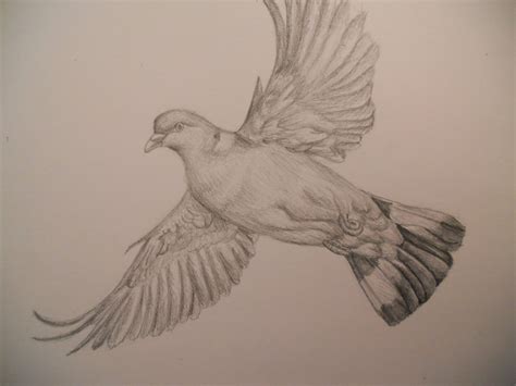 Pigeon Pencil Sketch at PaintingValley.com | Explore collection of Pigeon Pencil Sketch