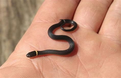 Baby Ringneck Snake